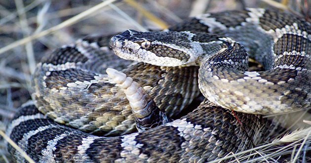 Snakebite_Global_action