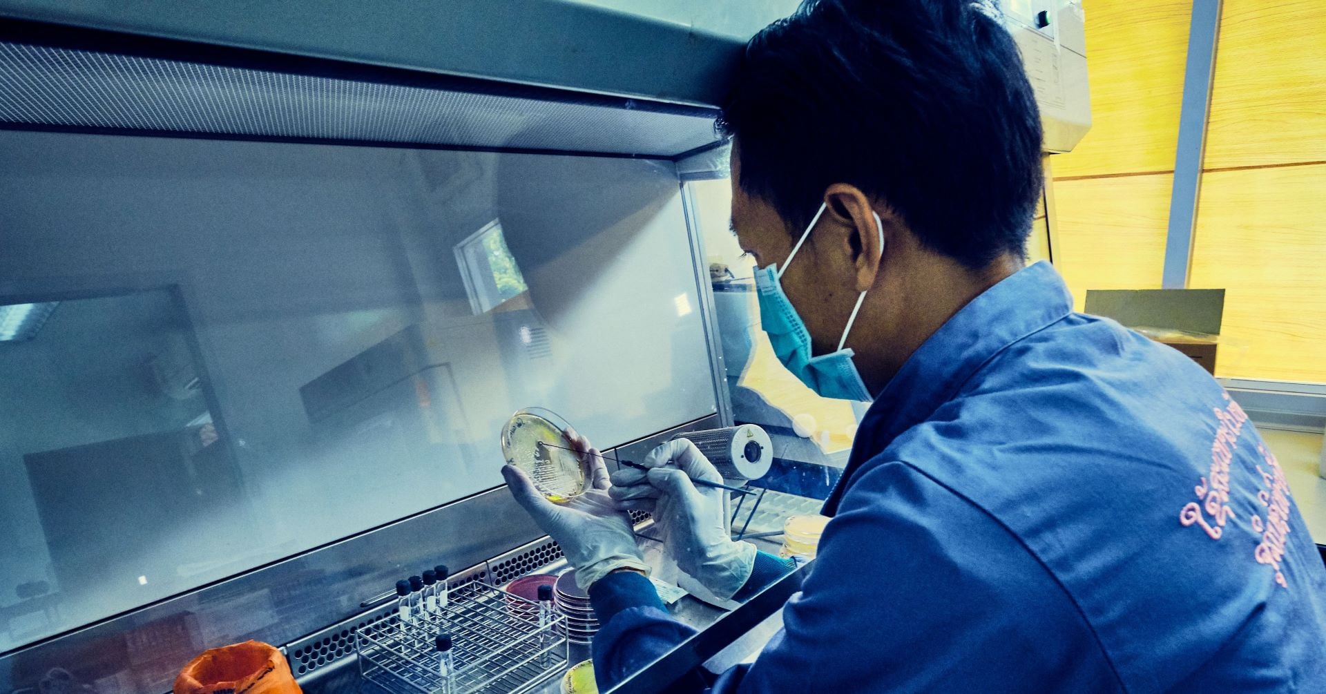A man works in a laboratory wearing gloves and holding a petri dish